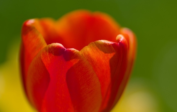 Красные лепестки тюльпана в макро съемке