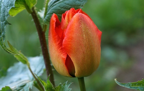 Красный нераспустившийся тюльпан крупным планом