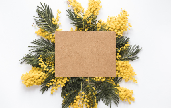 Лист бумаги с ветками мимозы на белом фоне