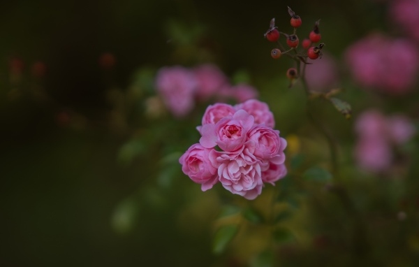 Мелкие розовые кустовые розы