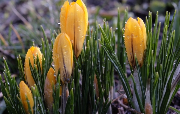 Маленькие желтые крокусы с зелеными листьями в каплях росы