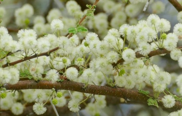 Весенние пушистые цветы на ветках дерева 
