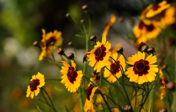 Летние маленькие красивые полевые цветы