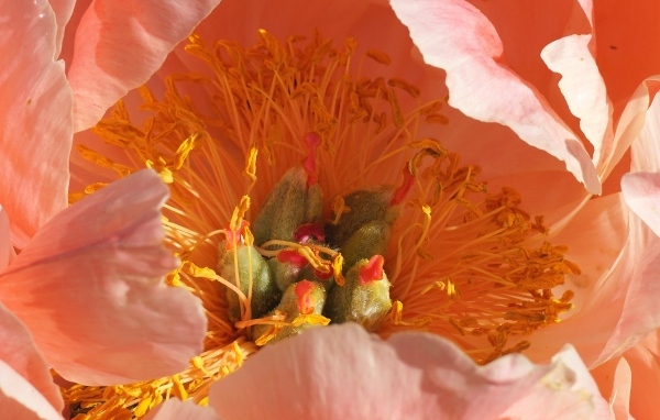 Серединка розового цветка пиона