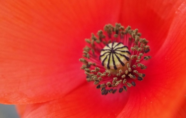Серединка красного цветка мака крупным планом