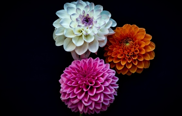 Три разноцветных цветка георгина на черном фоне