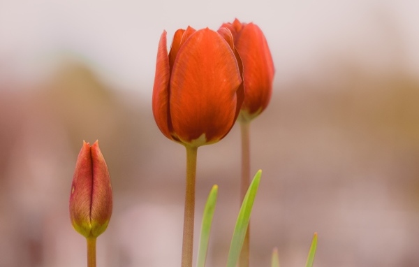 Три красных тюльпана на коричневом фоне