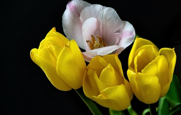 Три желтых тюльпана и один розовый на черном фоне
