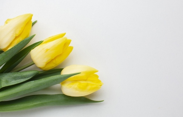 Три желтых тюльпана на сером фоне