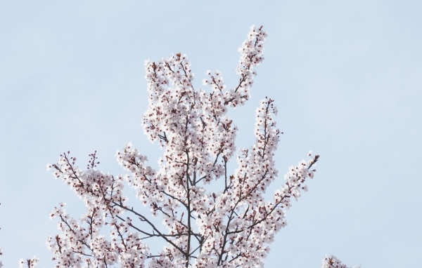 Дерево покрыто цветами на фоне голубого неба