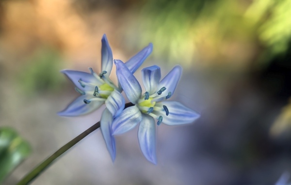 Два синих цветка пролесок крупным планом