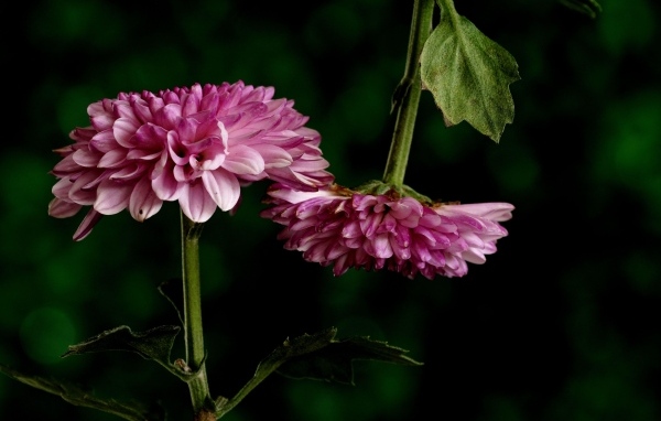 Два розовых цветка хризантемы