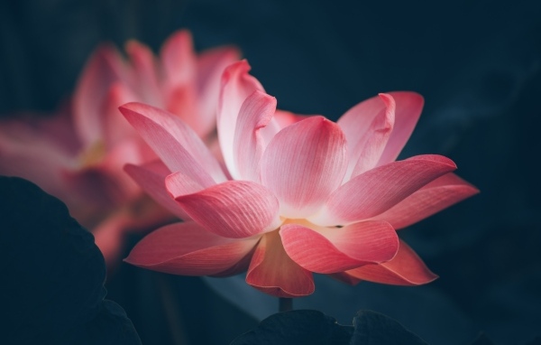 Два розовых цветка лотоса крупным планом