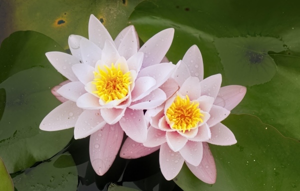 Две розовые водяные лилии в воде с зелеными листьями