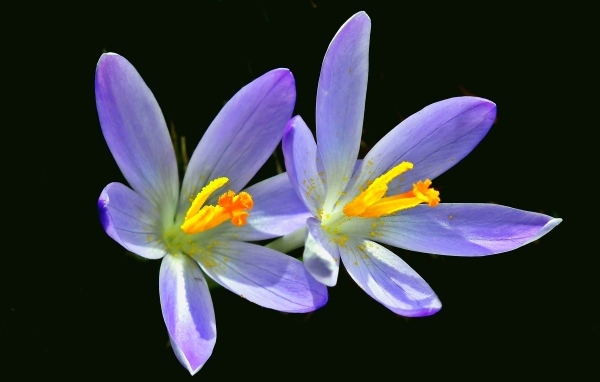 Два фиолетовых крокуса на черном фоне