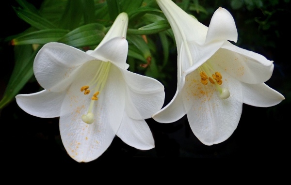 Две белые лилии в желтой пыльце на черном фоне