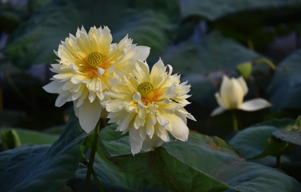 Два белых цветка лотоса отцветают 