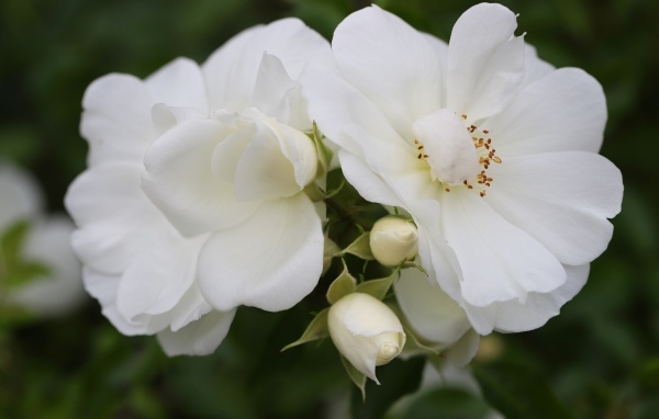 Две белые розы с бутонами крупным планом