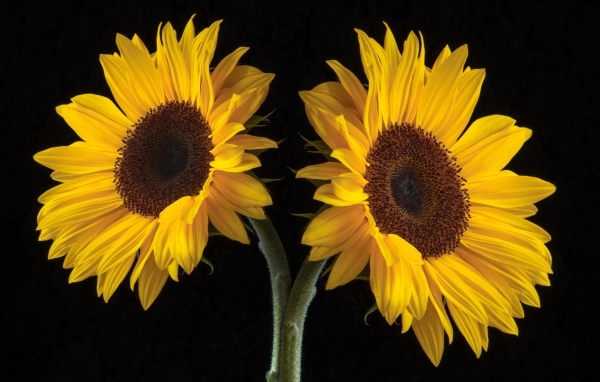 Два желтых подсолнуха на черном фоне