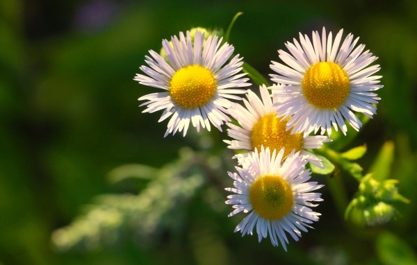 Белые цветы сентябринки в лучах солнца