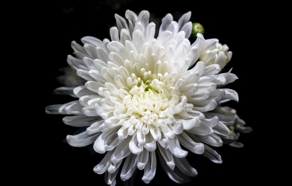 Белый осенний цветок хризантемы на черном фоне крупным планом
