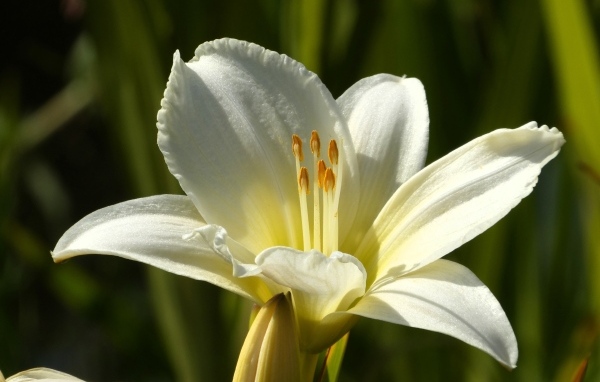 Белый красивый лилейник крупным планом
