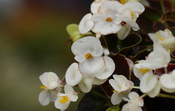 Белые цветы бегония крупным планом