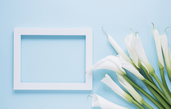 Белые каллы с рамкой для фото на голубом фоне