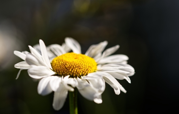 Белый цветок ромашки с нежными лепестками