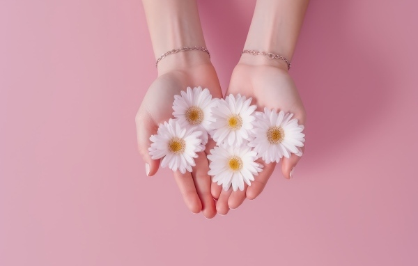 Белые цветы ромашки в ладонях на розовом фоне