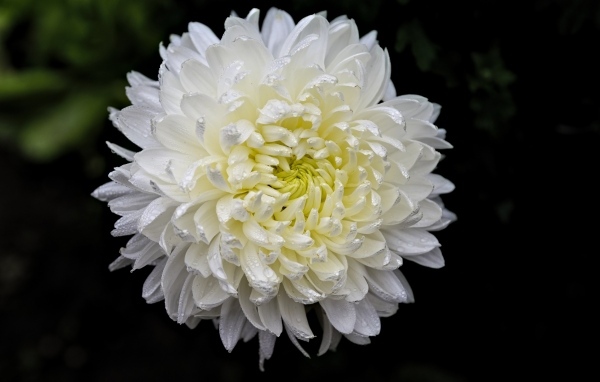 Белый цветок хризантемы в каплях росы