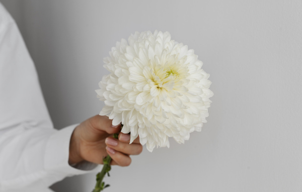 Белый цветок хризантемы в руке