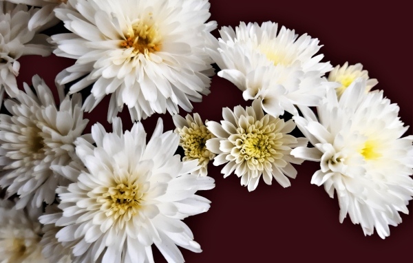Белые цветы хризантемы на коричневом фоне
