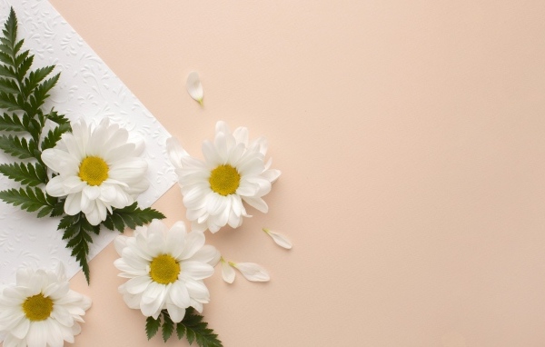 Белые хризантемы с зелеными листьями на розовом фоне