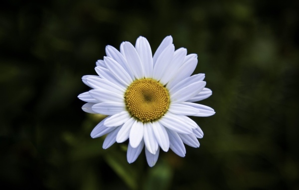 Белая полевая ромашка с желтой серединкой