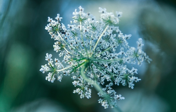 Белое цветущее полевое растение