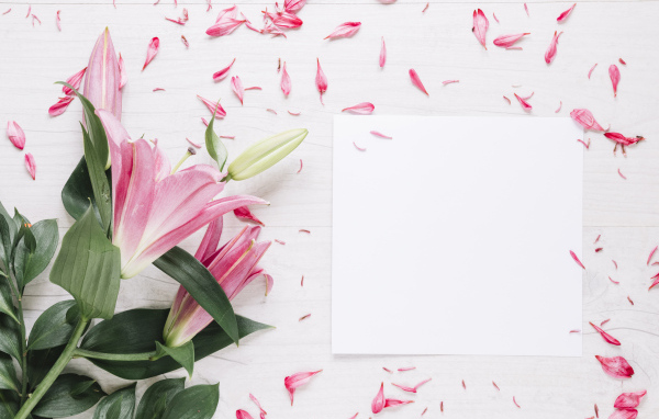 Белый лист с розовыми цветами лилии