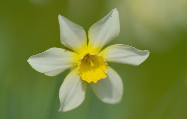 Белый цветок нарцисса с желтой серединкой крупным планом