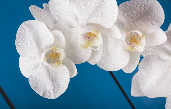 Белые цветы орхидеи на голубом фоне