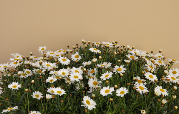 Белые маленькие ромашки на коричневом фоне