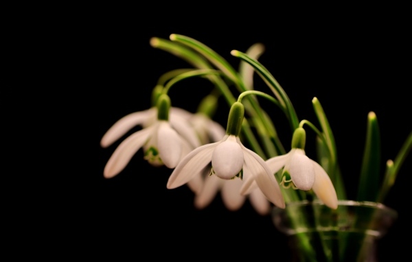 Белые маленькие подснежники в вазе на черном фоне