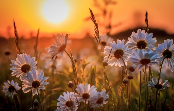 Белые нежные ромашки на рассвете в поле