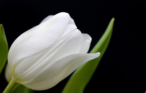 Белый тюльпан с тонкими лепестками на черном фоне