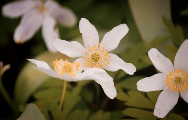 Белые полевые цветы ветреница