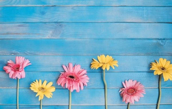 Желтые и розовые цветы герберы на голубом фоне