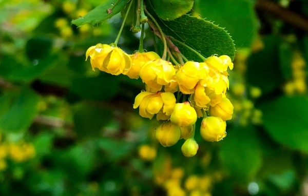 Желтые цветы барбариса в каплях воды крупным планом