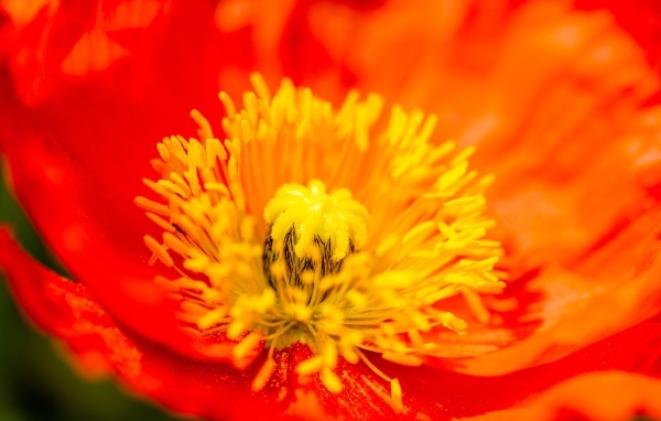 Желтая серединка красного мака крупным планом