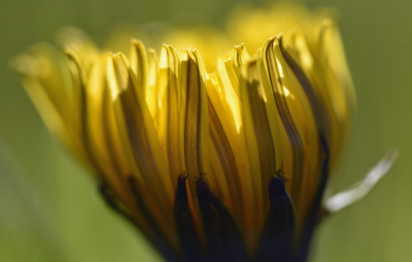 Желтый распускающийся цветок хризантемы крупным планом