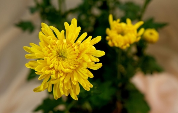 Желтый цветок хризантемы с бутонами