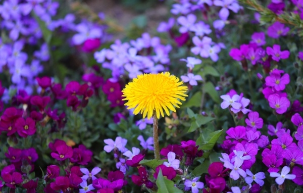 Желтый одуванчик в розовых цветах фиалки